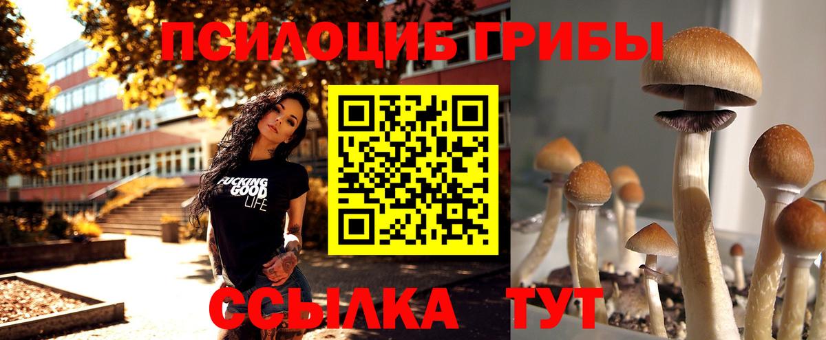Галлюциногенные грибы Psilocybe  Воронеж 